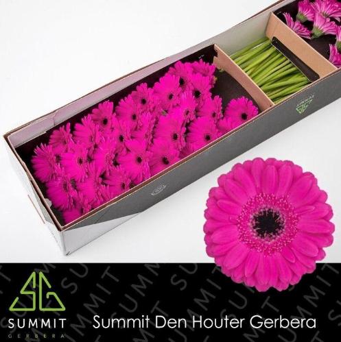 Gerbera mini Anna