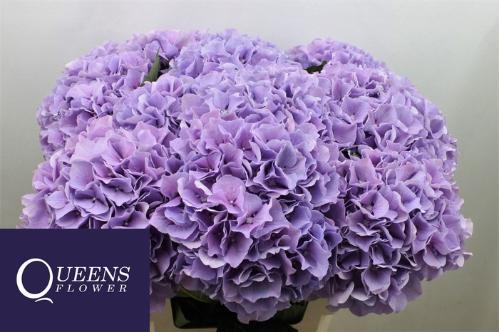 Hydrangea macrophylla Royal Benefit (paars)