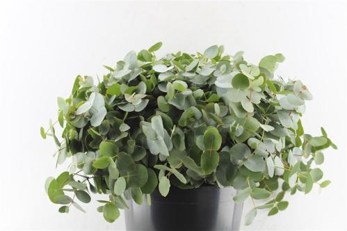 Eucalyptus cinerea