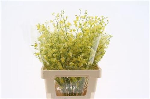 Orchidee