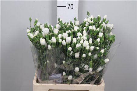 Dianthus tros Artic
