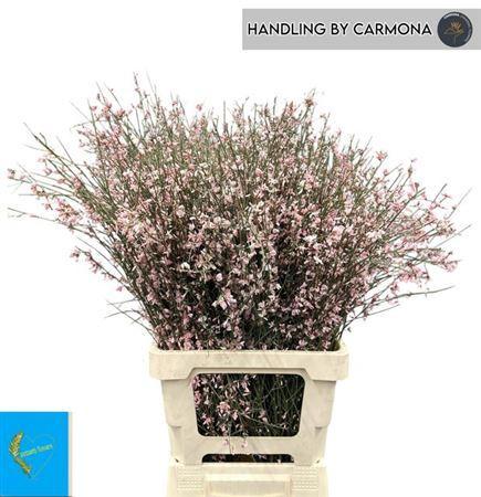 Genista kleurbehandeld H%