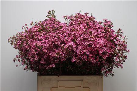 Chamelaucium uncinatum overig