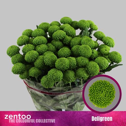Chrysanthemum (Indicum Grp) tros Deligreen