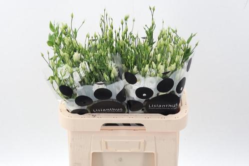 Eustoma russellianum gevuldbloemig 'Rosita White'