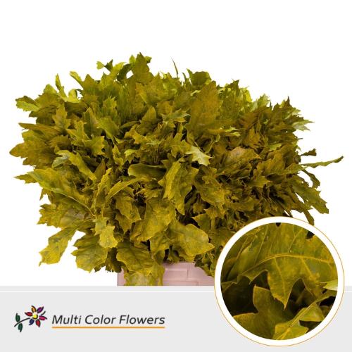 Quercus rubra kleurbehandeld H%