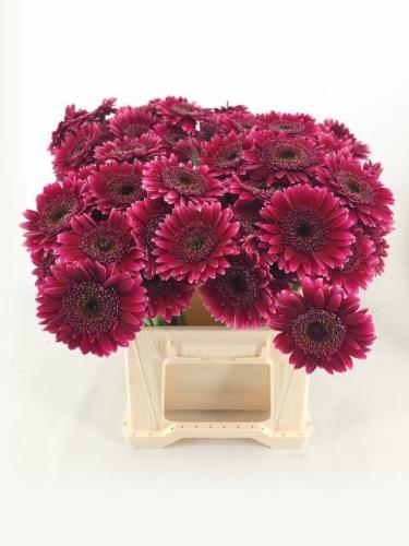 Gerbera mini 'Sandero'