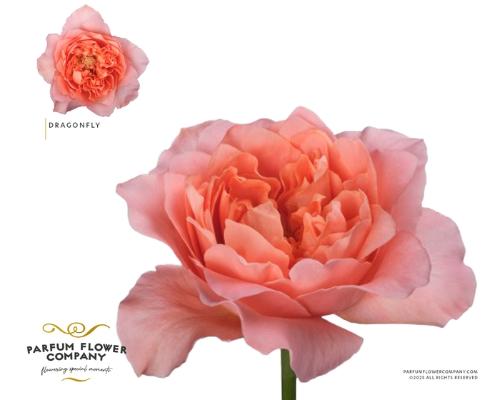 Rosa grootbloemig overig