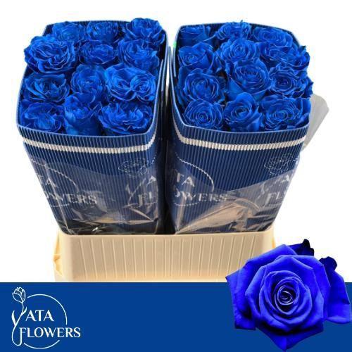 Rosa grootbloemig kleurbehandeld H%