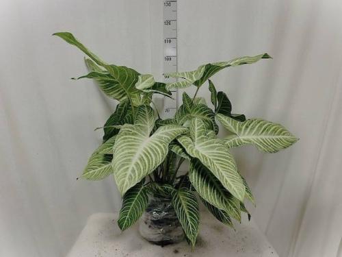Overig planten 6%