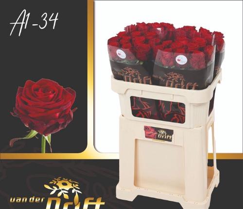 Rosa grootbloemig Red Naomi!