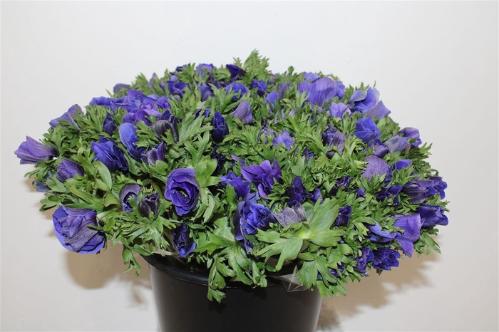 Anemone coronaria 'Marianne Blue'