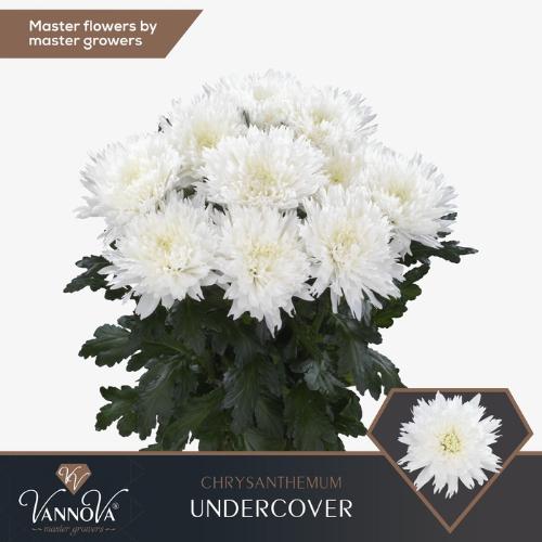 Chrysanthemum (Indicum Grp) geplozen Undercover