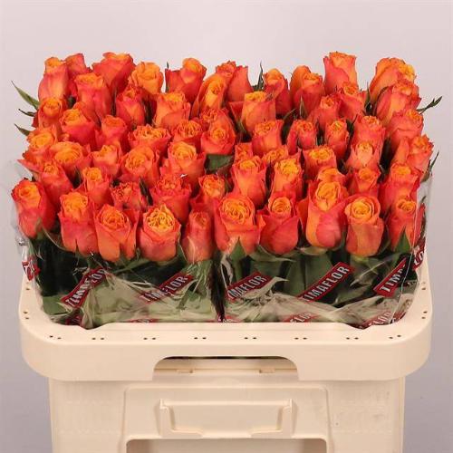 Rosa grootbloemig Confidens