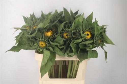 Helianthus annuus 'Sunrich Orange'