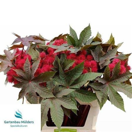 Ricinus communis 'Impala'
