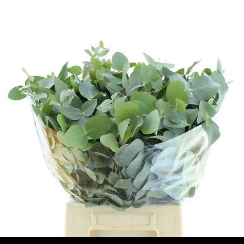 Eucalyptus per bos cinerea