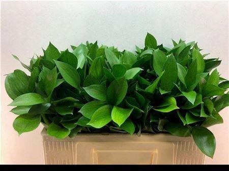 Ruscus hypophyllum (groot blad)