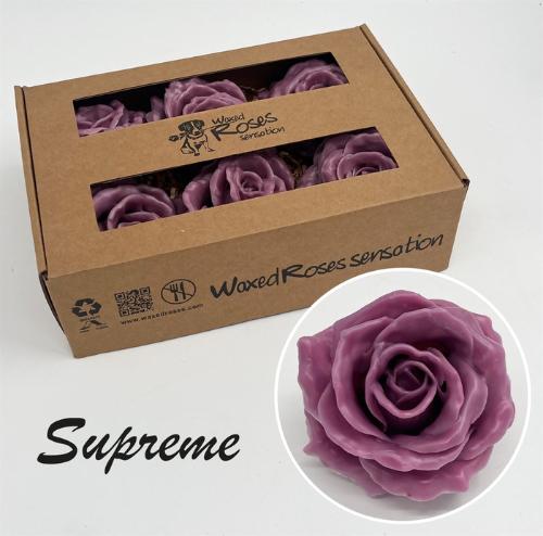 Rosa grootbloemig gewaxt H%