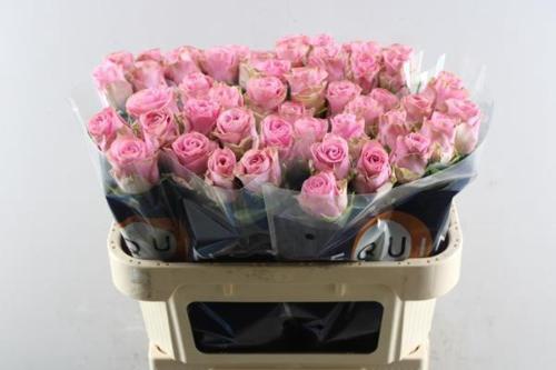 Rosa grootbloemig Renaissance