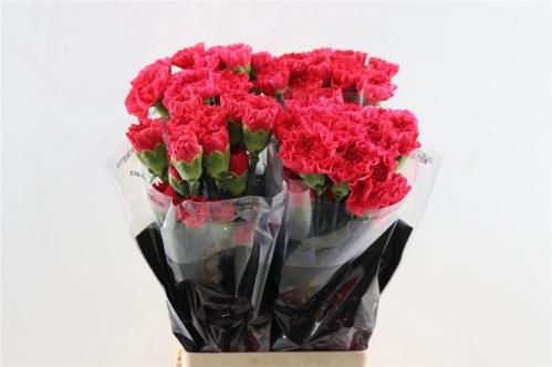 Dianthus standaard Mandalay