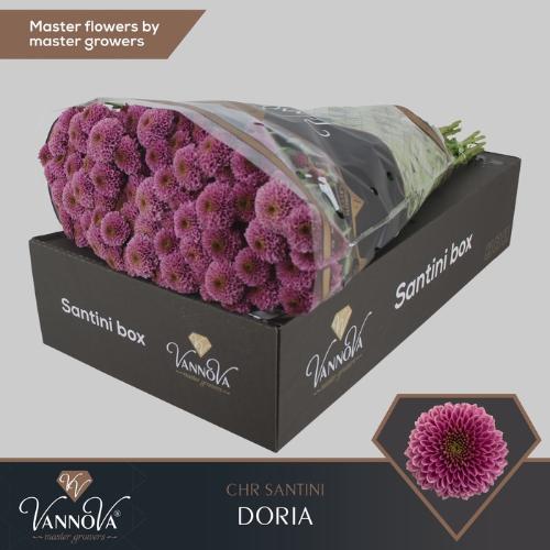 Chrysanthemum Indicum Grp tros santini Doria