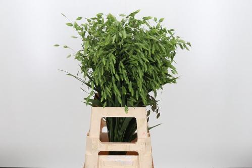 Chasmanthium latifolium 'Mantis'