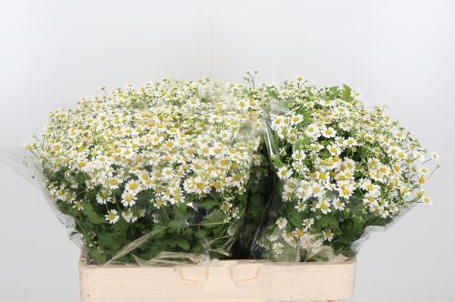 Tanacetum parthenium 'Single Vegmo'