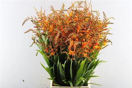 Crocosmia overig
