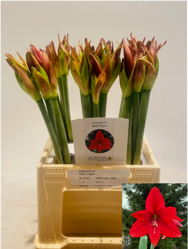 Hippeastrum (Diamond Grp) 'Red Tiger'