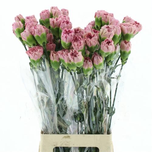 Dianthus standaard 'Lege'