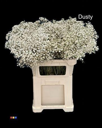 Gypsophila overig kleurbehandeld H%