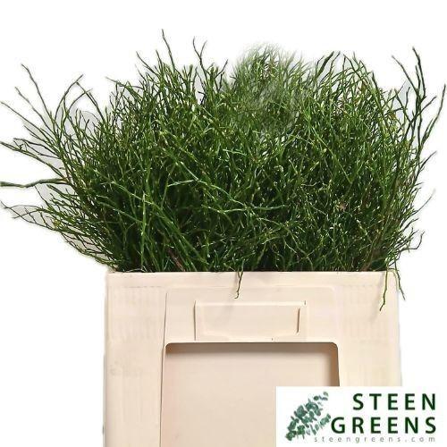 Vaccinium myrtillus per bos