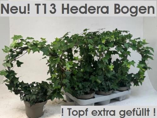 Hedera helix overig groen