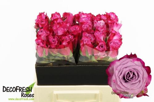 Rosa grootbloemig Deep Purple