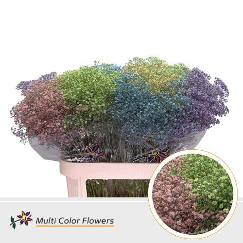 Gypsophila overig kleurbehandeld H%
