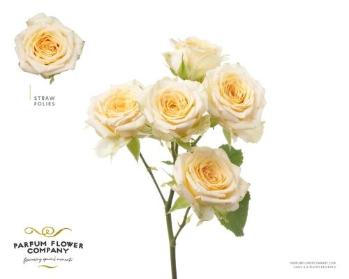 Rosa tros overig