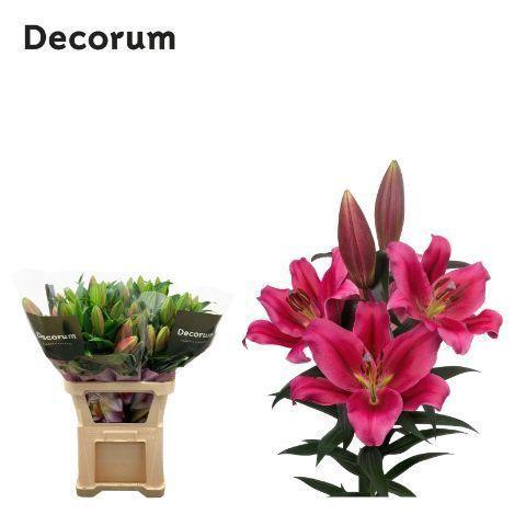 Lilium (OT-hybrids Grp) 'Strong Love'