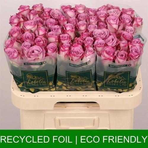 Rosa grootbloemig Thriller