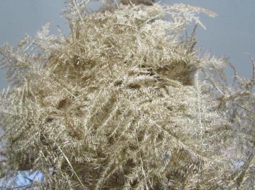 Asparagus overig kleurbehandeld H%