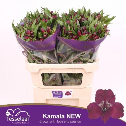 Alstroemeria Kamala