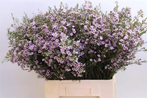 Chamelaucium uncinatum 'Early Nir'