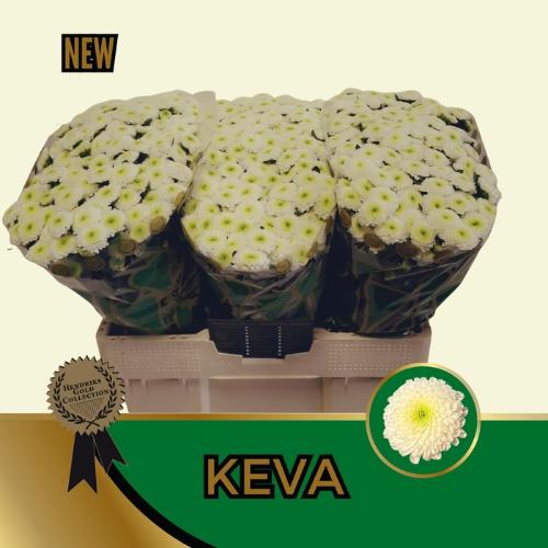 Chrysanthemum (Indicum Grp) tros santini Keva
