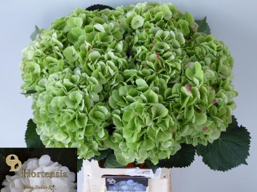 Hydrangea macrophylla Noordpool (classic)