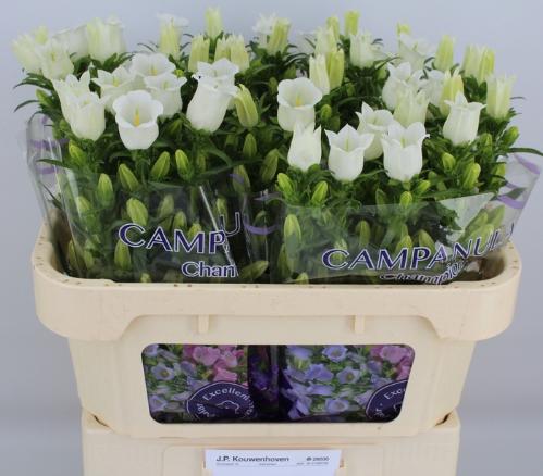 Campanula medium 'Champion White'