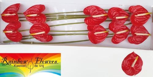 Anthurium Andreanum Grp 'Tropical'