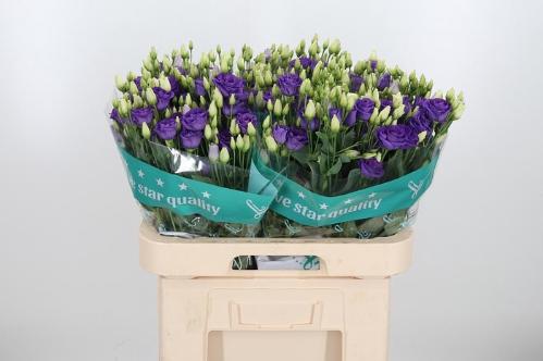 Eustoma russellianum gevuldbloemig 'Rosita Bright Blue'
