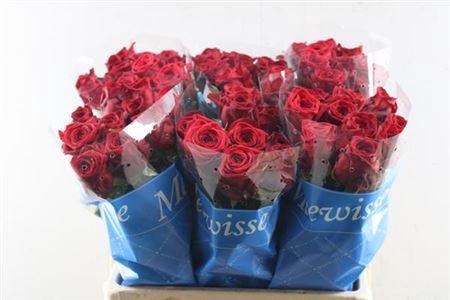 Rosa grootbloemig Red Naomi!