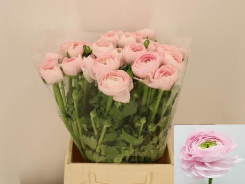 Ranunculus asiaticus Success Lady