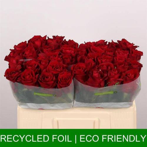 Rosa grootbloemig Ever Red